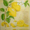 074 Lemons,  Oranges - 3 ply (yellow) - Stewo